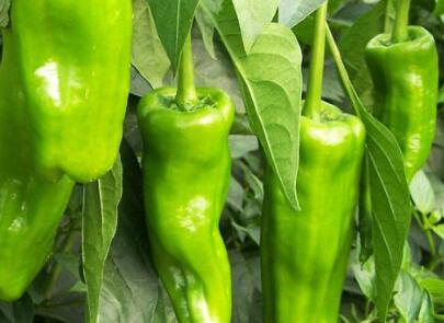 果蔬農(nóng)殘測(cè)定儀