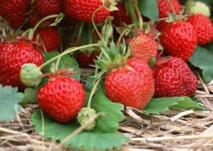 這種水果農(nóng)殘排名第一，你還敢吃嗎？