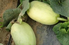 果蔬農(nóng)殘檢測儀在超市農(nóng)殘檢測不可或缺